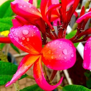 Meet your Posher, Tava